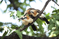 Bare-cheeked babblers (Turdoides gymnogenys) socialising on branch, Namibia, Africa