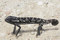 Flap-necked Chameleon (Chamaeleo dilepis) on ground, Namibia, Africa
