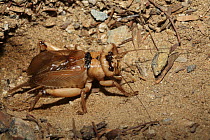 Giant cricket (Gryllidae) emerging from burrow, Namibia, Africa