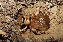Giant cricket (Gryllidae) calling from mouth of burrow, Namibia, Africa