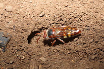 Digger wasp (unidentified) excavating its burrow, Namibia, Africa