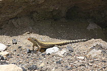 Giant plated lizard (Gerrhosaurus validus) on ground, Namibia, Africa