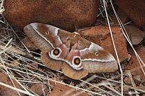 Mopane moth (Gonimbrasia belina) male, Namibia, Africa