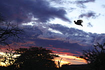 White quilled bustard / Black korhaan (Afrotis afraoides) display flight at sunset, Namibia, Africa