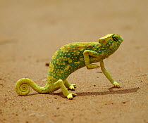 RF- Graceful chameleon (Chamaeleo gracilis) lifting front leg to keep it cool, Africa. (This image may be licensed either as rights managed or royalty free.)