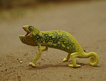 Graceful chameleon (Chamaeleo gracilis) in defensive display, Africa