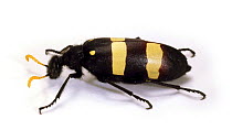 Blister beetle (Mylabris oculata) portrait, Namibia, Africa