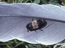 Larder / Bacon beetle (Dermestes lardarius) on feather, Surrey, England