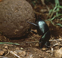 Green scarab beetle (Kheper sp) rolling ball of buffalo dung, Kenya, Africa