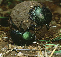Green Scarab (Kheper species) pair on ball of buffalo dung, Kenya, Africa