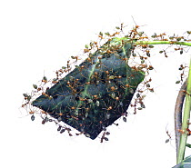 Green tree ant (Oecophylla smaragdina) workers protecting nest inside folded leaf, North Australia