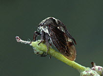 Horned treehopper (Centrotus cornutus) Surrey, England