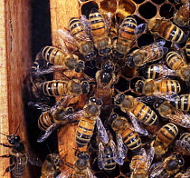 Honey bee (Apis mellifera) queen surrounded by workers as she lays an egg in a cell at the edge of the comb, UK