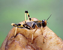 Migratory locust (Schistocerca / Locusta migratoria) hopper on quartz pebble, captive, Surrey, England