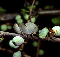 Commiphora grasshopper / Horse faced monkeyhopper (Plagiotriptus hippiscus) and nymph well camouflaged among fruits of East African savannah tree (Commiphora sp) Kenya, Africa