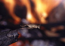 European house cricket (Acheta domesticus) leaping in front of a fireplace, captive, Surrey, England