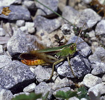 Stripe-winged grasshopper (Stenobothrus lineatus) male stridulating in chalk downland habitat, Surrey, England