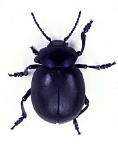 Bloody-nosed beetle (Timarcha tenebricosa) portrait, Dorset, England