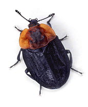 Carrion beetle (Oiceoptoma thoracicum) Surrey, England