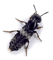 Hairy rove beetle (Creophilus maxillosus) portrait, Surrey, England