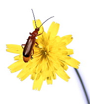 Black-tipped soldier beetle (Rhagonycha fulva) on hawkweed, Surrey, England