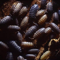 Common rough woodlouse (Porcellio scaber) group sheltering in a crevice under tree bark, Surrey, England