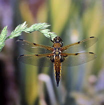Four-spot chaser / libellula dragonfly (Libellula quadrimaculata) on Cocksfoot grass, Surrey, England