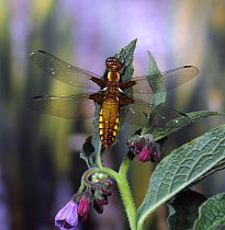 Broad / Wide bodied chaser dragonfly (Libellula depressa) female on Comfrey, Surrey, England