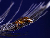 Bird flea (Siphonaptera sp) on the feather of a House Martin (Delichon urbica) Surrey, England