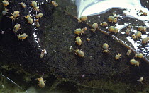 Springtails (Collembola) congregating on a dead leaf at the edge of a pond, Surrey, England