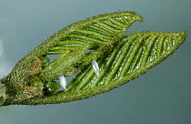 Brimstone butterfly (Gonepteryx rhamni) eggs on emerging Buckthorn leaf, Surrey, England