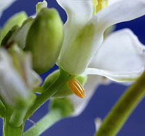Orange tip butterfly (Anthocharis cardamines) egg on Garlic mustard (Alliaria petiolata) Surrey, England