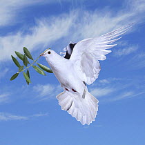 White rock dove / Feral pigeon (Columba livia) in flight, carrying olive branch of peace, digital composite, Surrey, England
