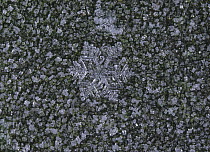 Snow crystal on frosted moss