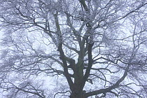 Rime on a Beech tree (Fagus sp) Gloucestershire, England, UK