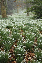 Snowdrops (Galanthus nivalis) flowering in woodland, Gloucestershire, England