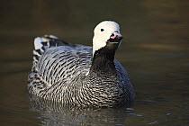 Emperor goose (Chen canagica) UK