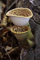 Dryad's Saddle (Polyporus squamosus) fungi, UK