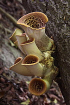 Dryad's Saddle (Polyporus squamosus) fungi, UK