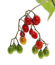 Woody nightshade (Solanum dulcamara) berries, UK