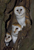 Three young Barn owls (Tyto alba) in nest cavity. Northumberland, UK