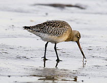Bar-tailed Godwit (Limosa lapponica) catching Lugworm (Arenicola marina) & pulling it out from its hole in the sand. Holy Island, Northumberland, UK