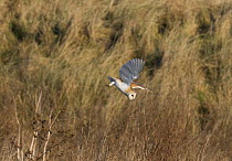 Barn owl (Tyto alba) diving down onto prey. Northumberland, UK