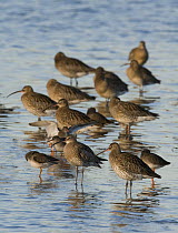 Flock of Curlew (Numenius arquata) with a few Redshank (Tringa totanus) resting on a sand spit. Cresswell, Northumberland, UK