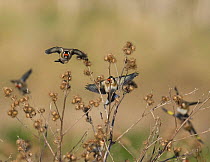 Flock of Goldfinches (Carduelis carduelis) landing on dead Lesser Burdock (Arctium minus) seed heads to feed. Northumberland, UK