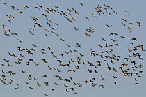 Large flock of Pink-footed geese (Anser brachyrhynchus) flying over on their way to their feeding grounds. Cresswell, Northumberland, UK