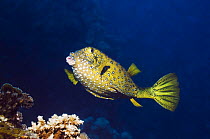 Yellow Boxfish / Cube trunkfish (Ostracion cubicus) Egypt, Red Sea.