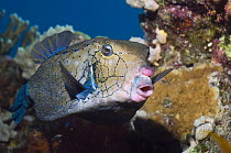 Yellow boxfish / Cube trunkfish (Ostracion cubicus). Egypt, Red Sea.