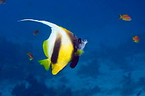 Red Sea bannerfish (Heniochus intermedius) Red Sea, Egypt.