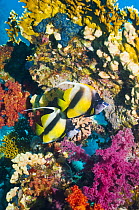 Red Sea bannerfish (Heniochus intermedius) pair at rest near firecoral and soft corals. Red Sea, Egypt.